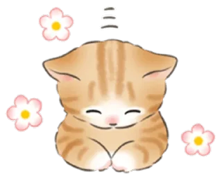 🐱