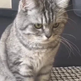 🤩