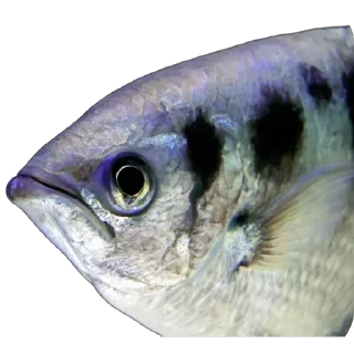 🐠
