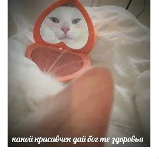 😺