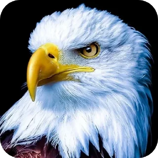 Eagle • @Earth928B
