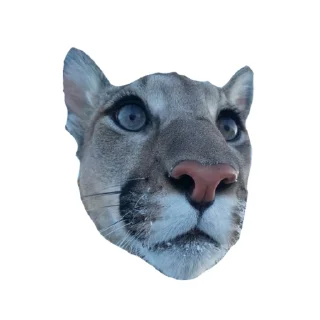 🐱