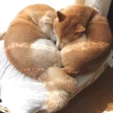 🐶