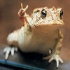 Frogs and toads