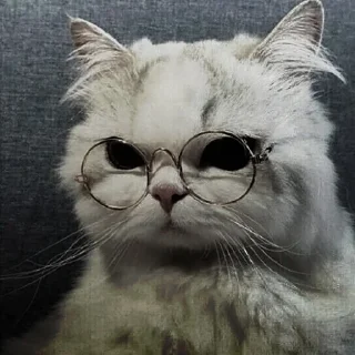 🐈‍⬛
