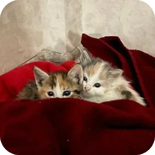 🐱