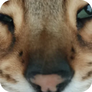 🐱