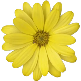 🌼