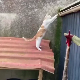 🐈