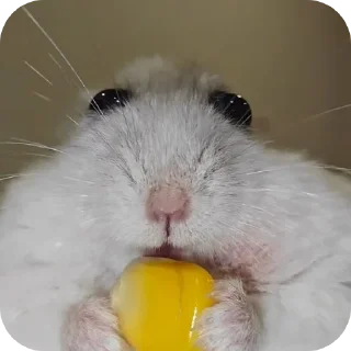 🐹