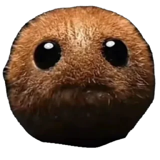 🥝