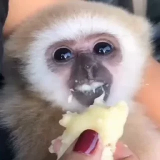 🍌
