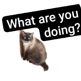 🐱