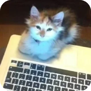 🐱