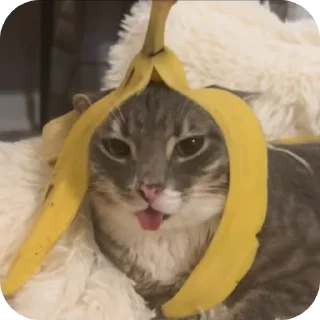 🐱