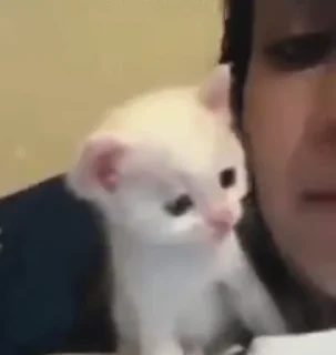 🐱
