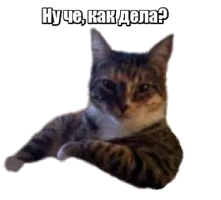 😼