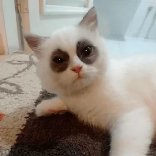 🐼