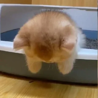 🍮