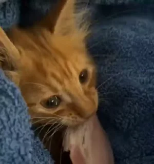 🐈‍⬛