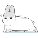 🐰