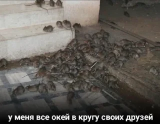 🐀