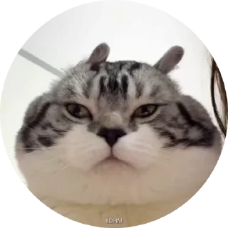 🐾
