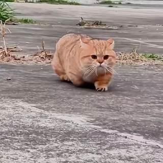 🐈‍⬛️