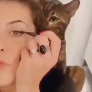 🐈