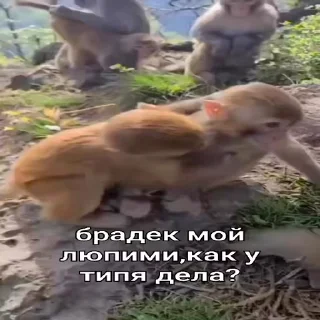 🐵