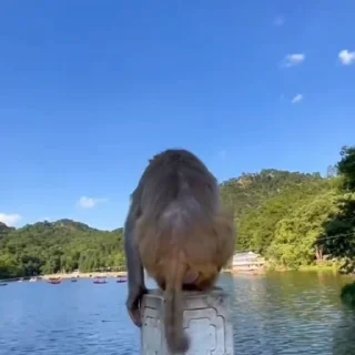 🦧