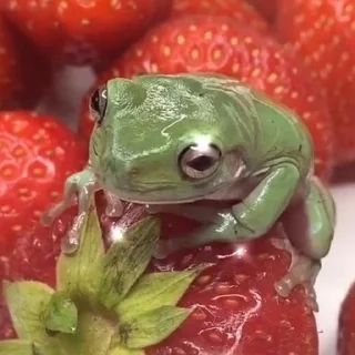 🍓