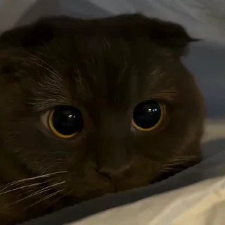 👀