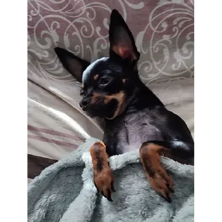 💤
