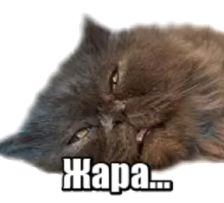 😿