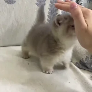 🐱
