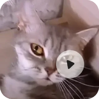 🐱