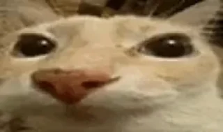 😺