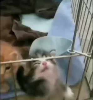 🐈