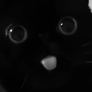 🐈‍⬛️