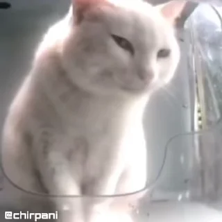 😼