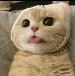 🐾