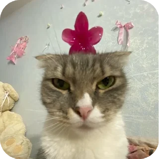 🐱