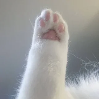 🥺