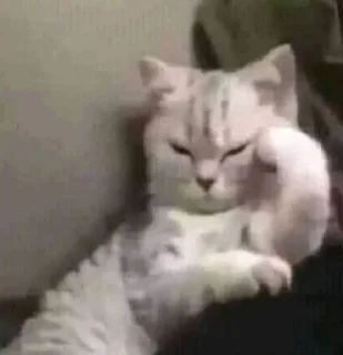 🐱