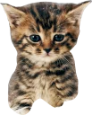 🐱