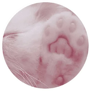 🐱