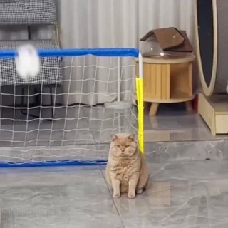 Факапы и мемы с жив. @stickroom
