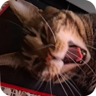🐱
