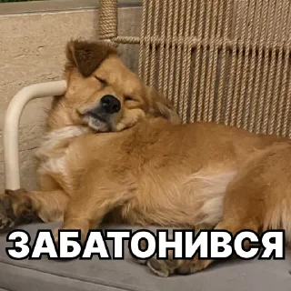 🥖